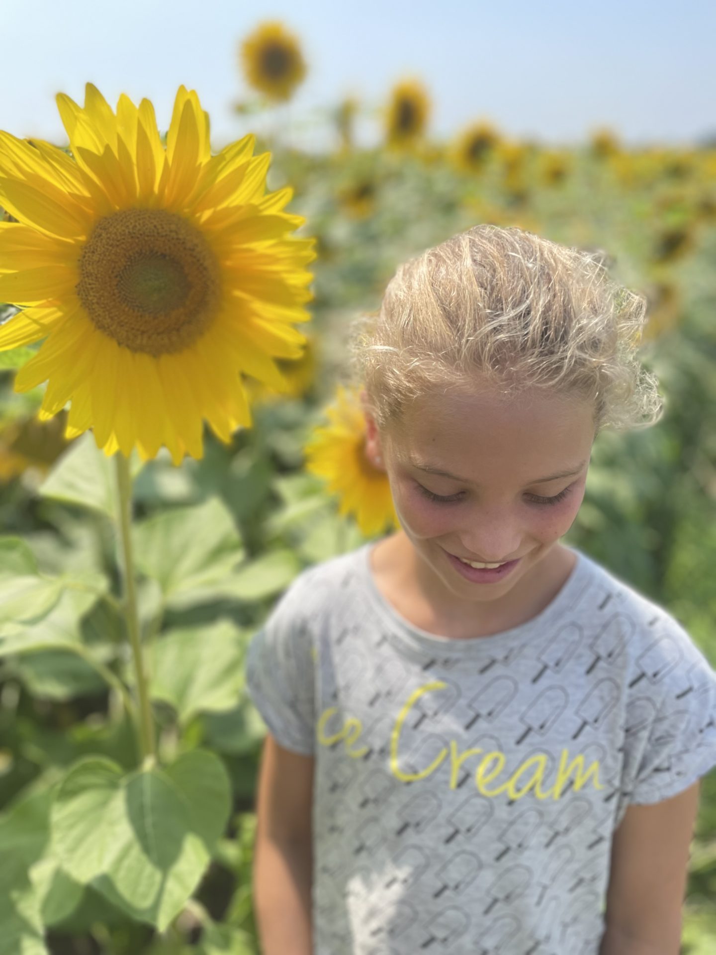 zonnebloem